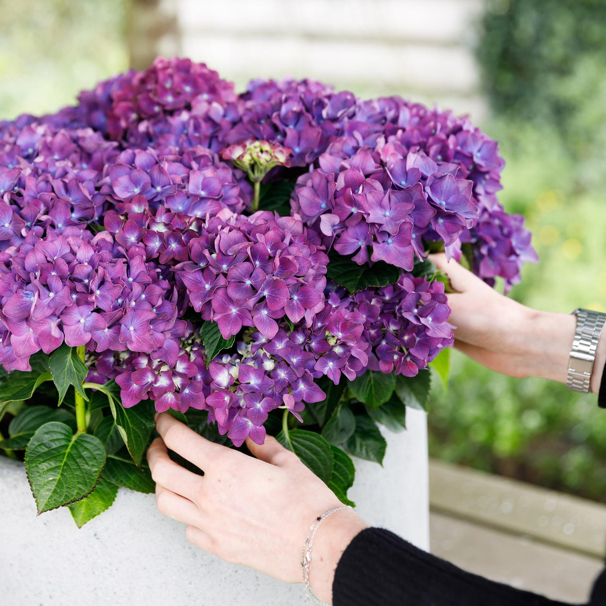 Hortensia - Hydrangea Forever & Ever - Paars - 7-12 Bloemen - Pot 23cm Hoogte 55cm