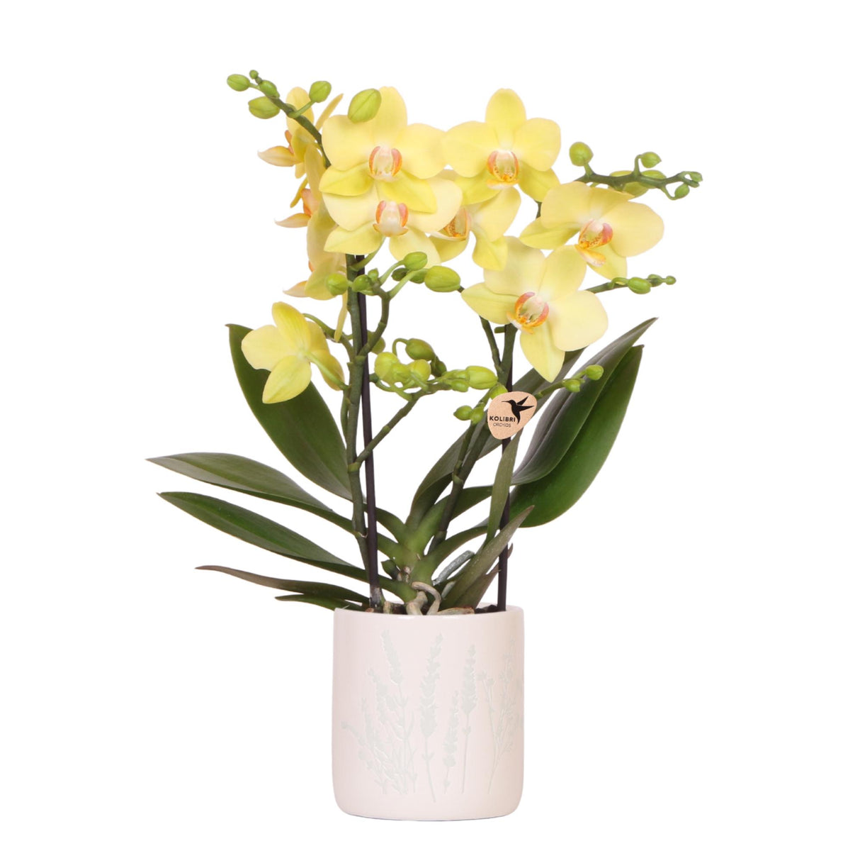 Kolibri Orchids | Gele orchidee Albenga + Floral sierpot lichtblauw - potmaat Ø9cm | bloeiende kamerplant - vers van de kweker