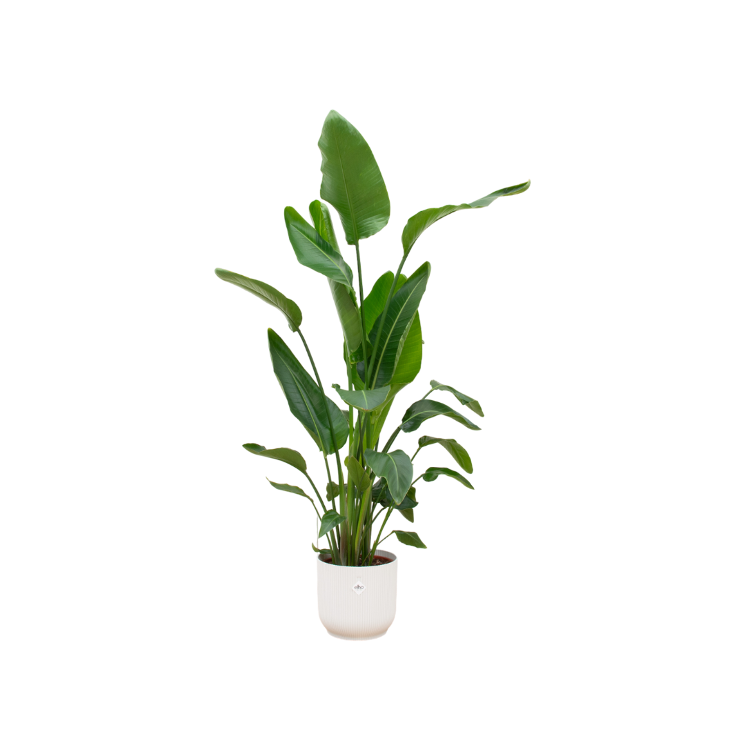 Strelitzia Nicolai + Pot Wit - ↕160cm - Ø30cm