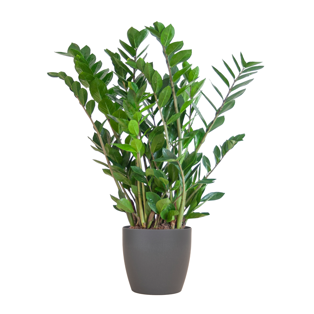 Zamioculcas Zamiifolia avec pot Viber gris - 80cm - Ø21