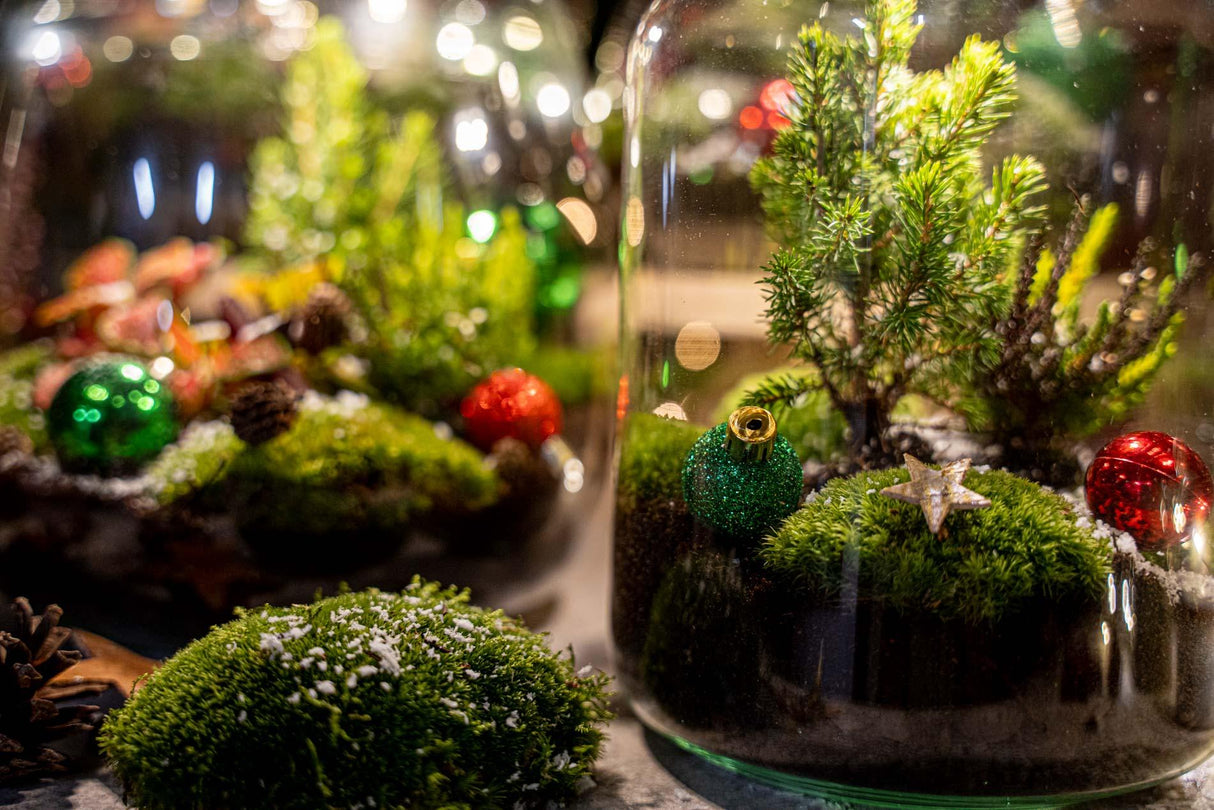 Berry Kerstmis terrarium - Planten terrarium - DIY kit Christmas - Ø 19 cm ↑ 20 cm