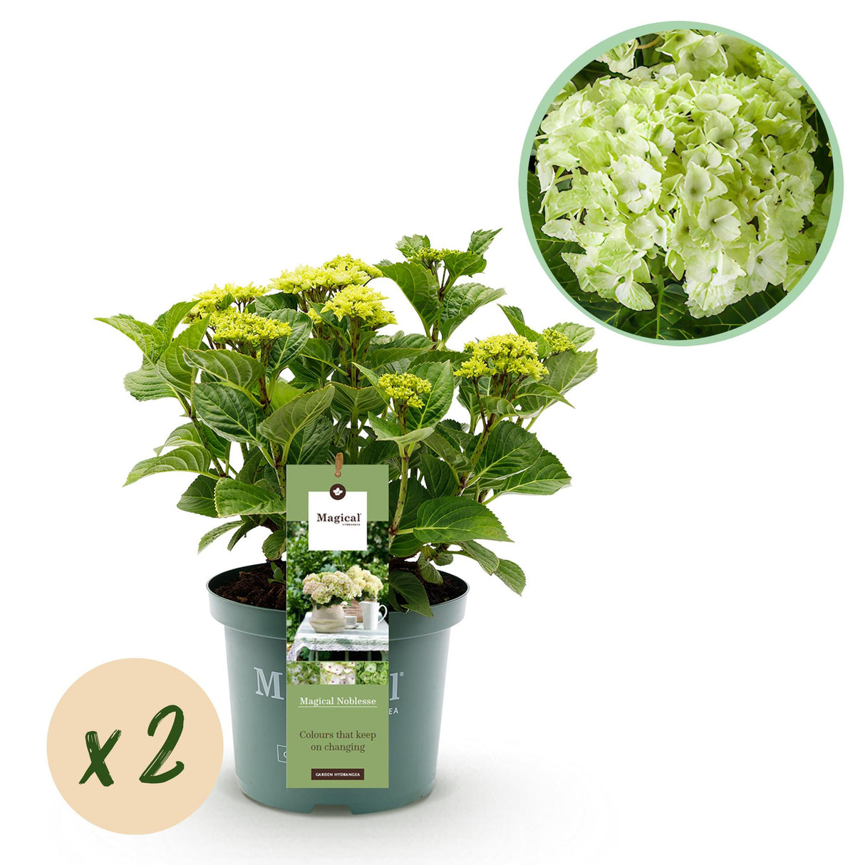 Green boutiQ - Terrasplant - Hortensia - Hydrangea Magical Nobless - Wit - 6-10 Bloemen - 2 Planten - Pot 23cm Hoogte 55cm