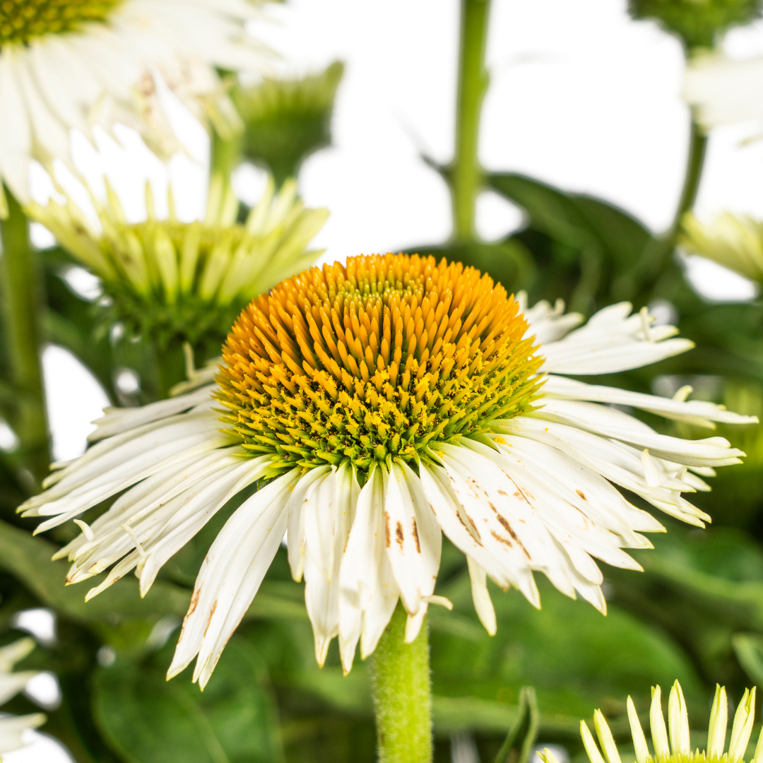 Echinacea Purpurea Weiß Ø19cm - ↕60cm - Ø70cm