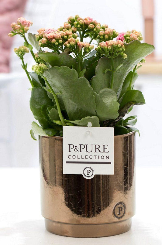 Kalanchoe Pink In P&PURE Juliette Ceramics Goldbronze - Ø12cm - ↕27cm