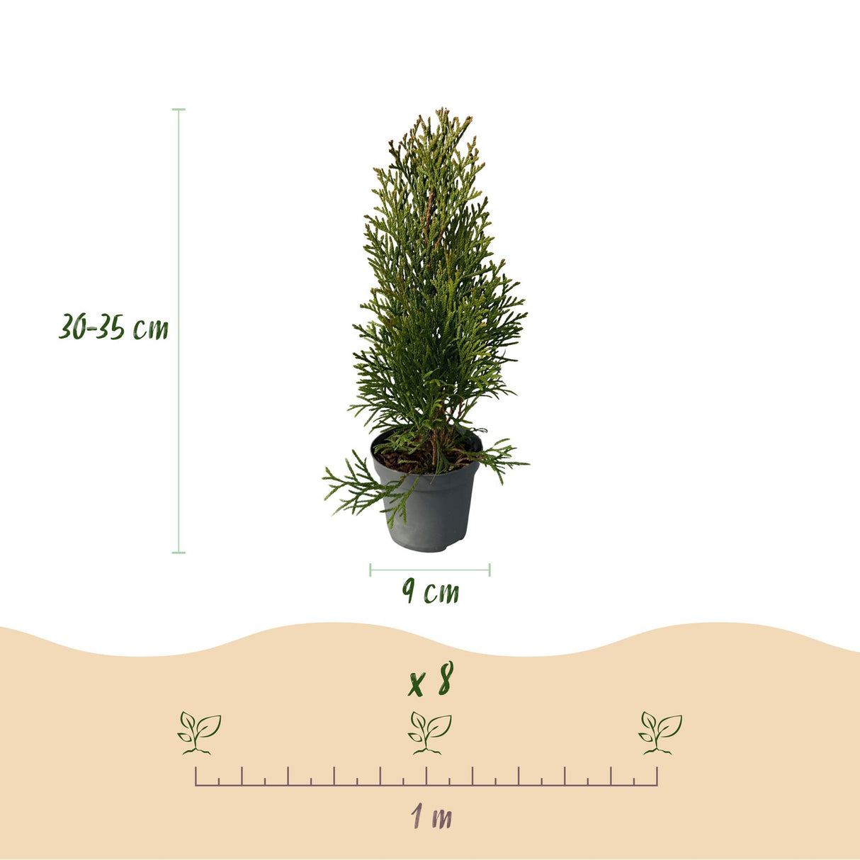Green boutiQ - Haagplanten - Thuja occidentalis Smaragd - blad groen - 8 planten - 1 strekkende meter - groenblijvend - pot 9cm hoogte 30-35cm