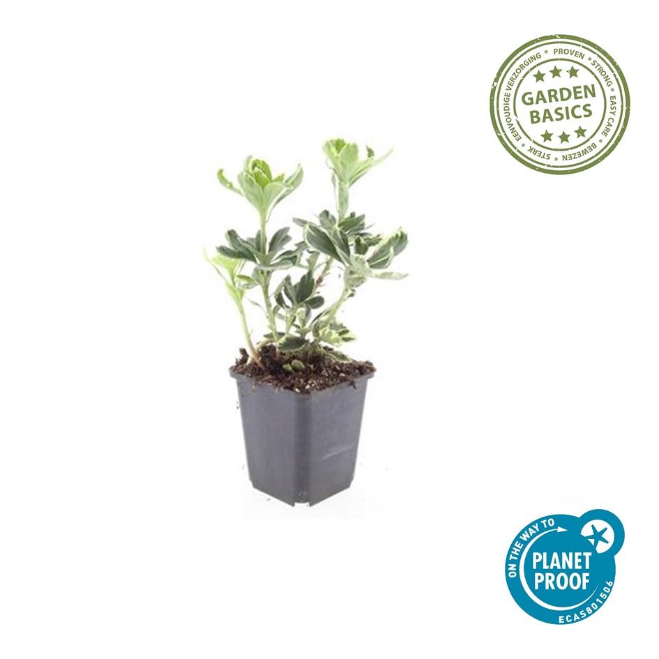 6x Pachysandra term. 'Variegata' - ↕10-25cm - Ø9cm