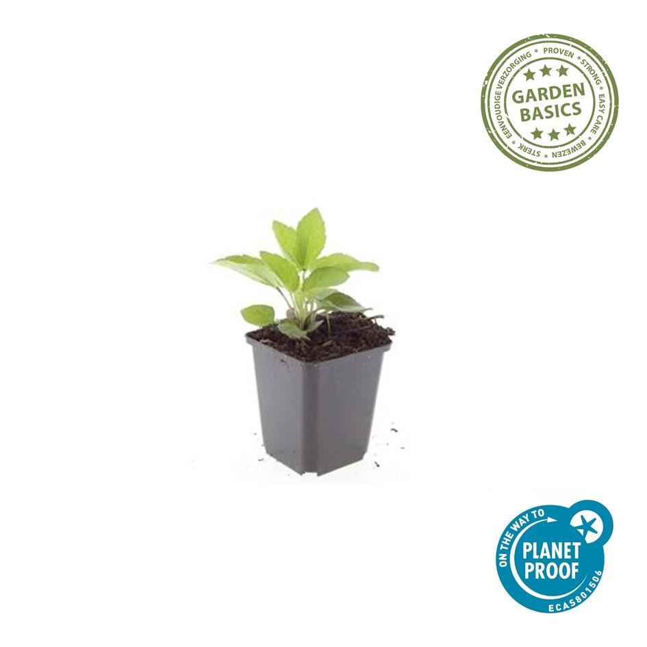 48x Zonnehoed / Rudbeckia fulgida 'Goldsturm' – ↕10cm – ⌀9 cm