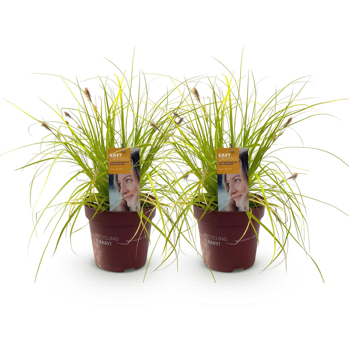 Green boutiQ - Siergrassen - Carex oshimensis Everillo - Geel - 2 Planten - Bladhoudend - Weinig Onderhoud - Pot 17cm Hoogte 50cm
