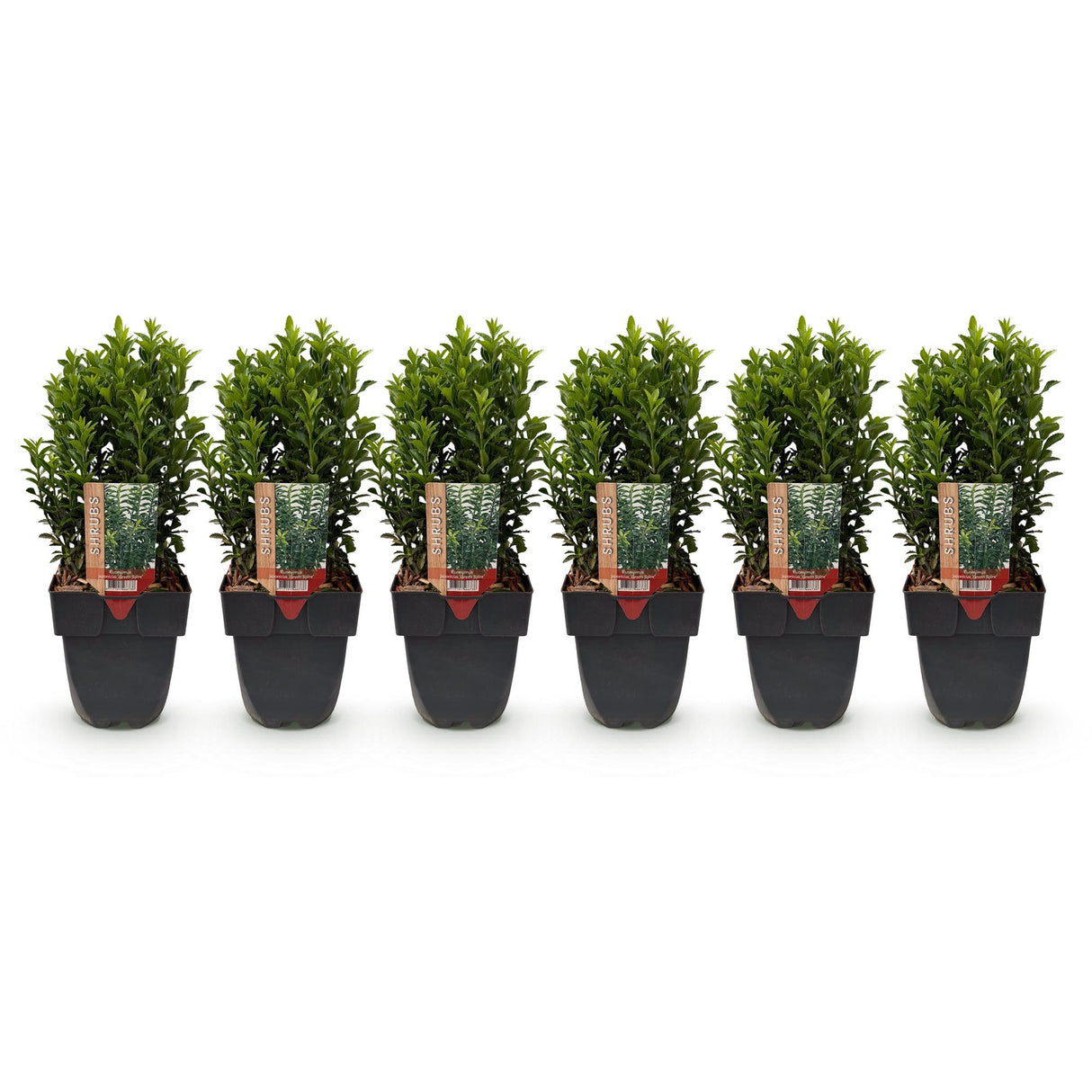 Green boutiQ - Haagplanten - Euonymus japonica Green Spire - blad groen - 6 planten - 1 strekkende meter - groenblijvend - pot 17cm hoogte 40cm