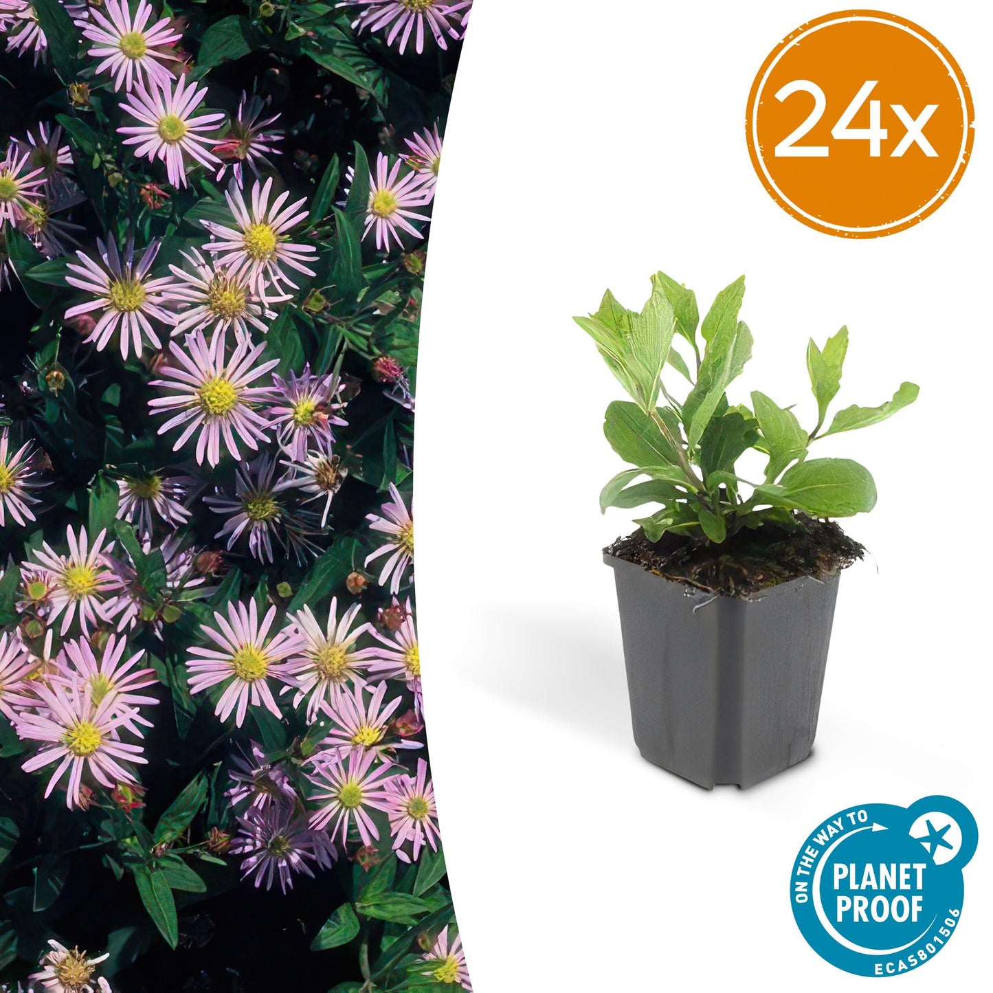 24x Aster ageratoides 'Asran' - ↕10-25cm - Ø9cm