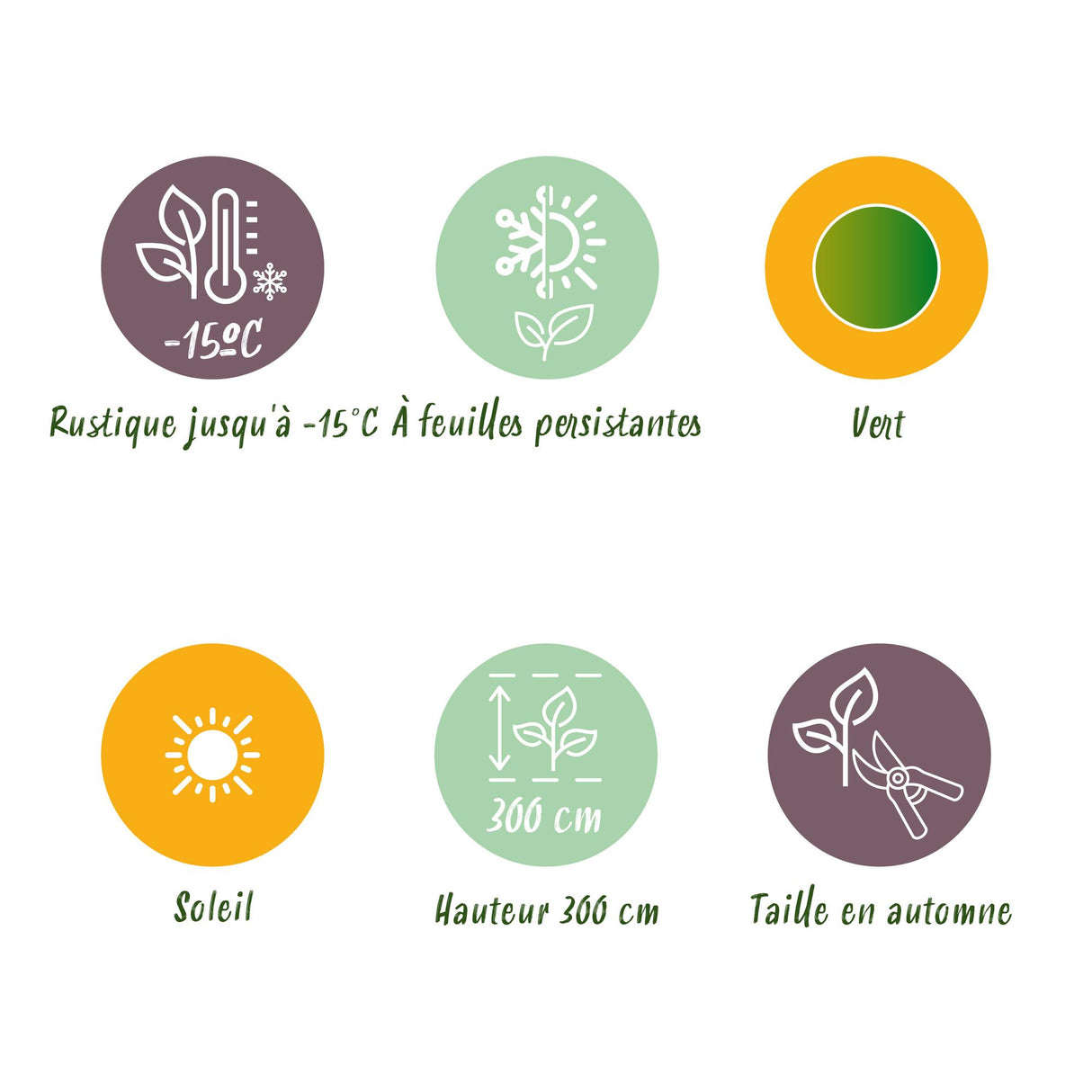 Green boutiQ - Fruitplant - Bananen plant - Musa Basjoo - Winterhard - 2 planten - Pot 17cm Hoogte 40cm