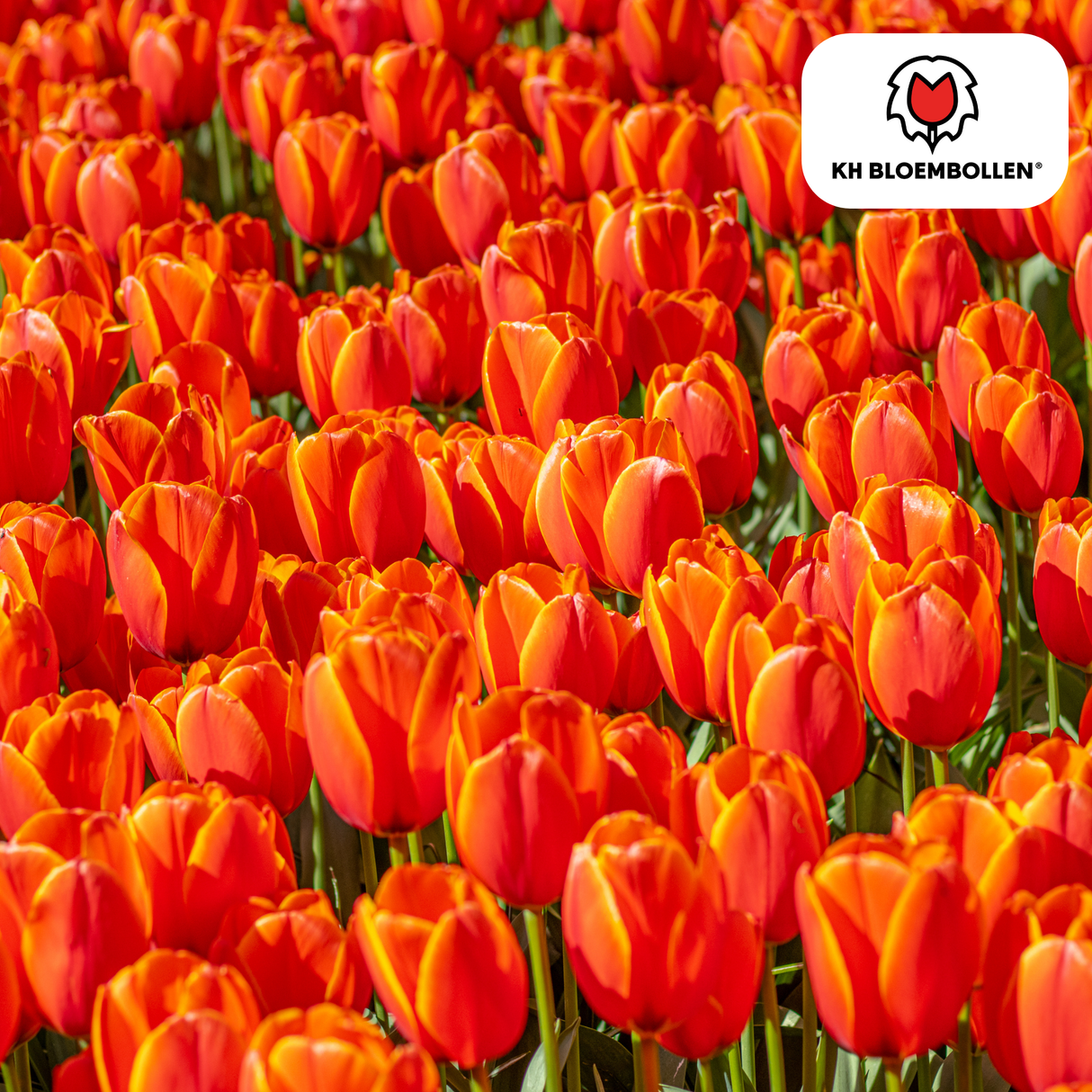 Tulpenbollen Dafeng – 20 Stuks | KH Bloembollen® | Oranje Tulp – Grootbloemig & Elegant – Voor Tuin of Pot – Maat 11/12 – Vers van de Teler!