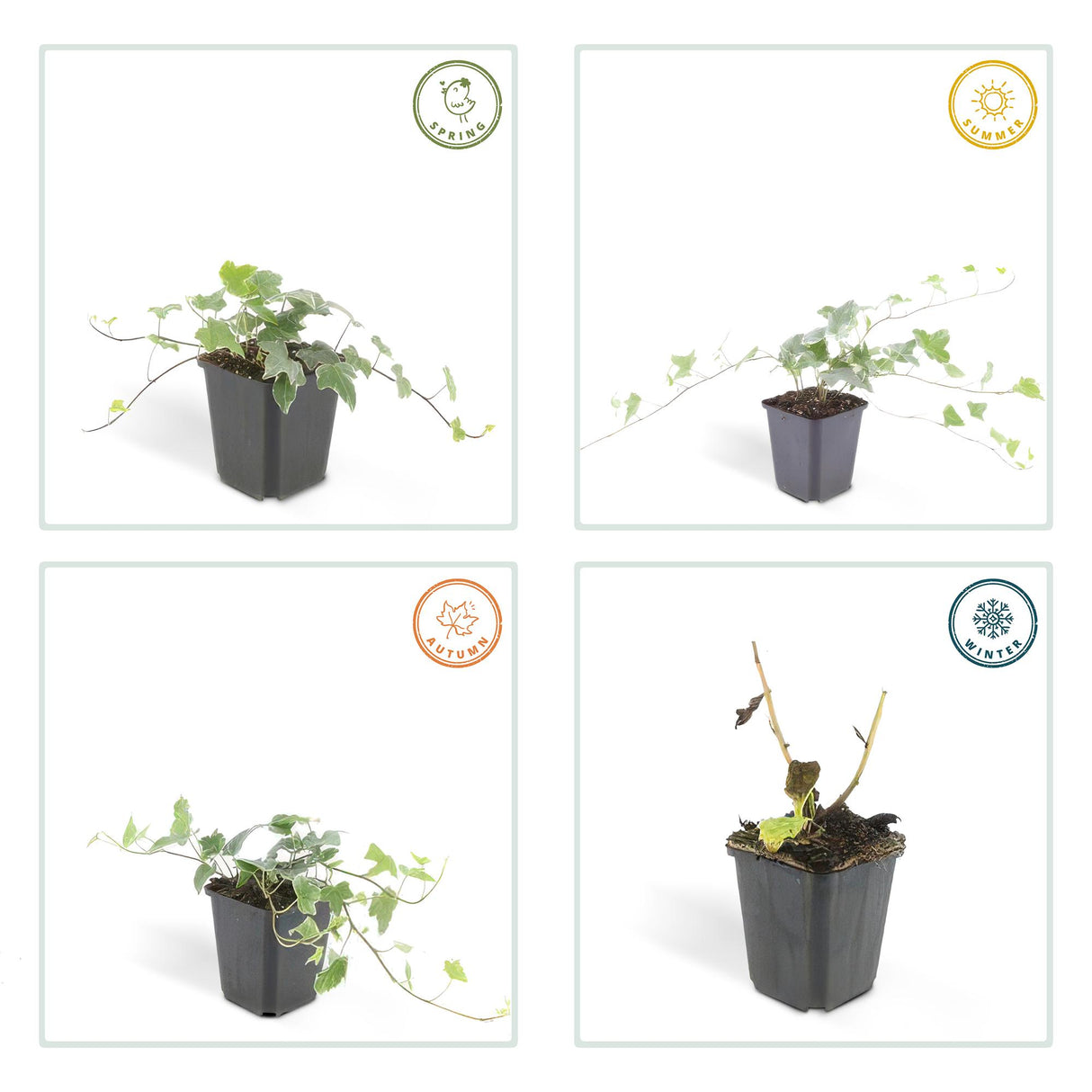 48x Hedera helix 'Glacier' - ↕10-25cm - Ø9cm