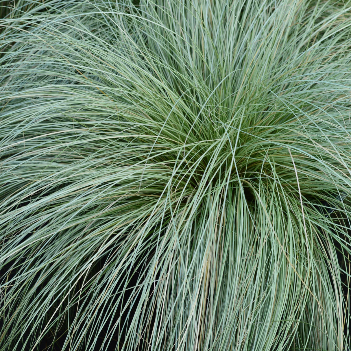 Green boutiQ - Siergrassen - Carex comans Frosted Curls - Groen - 2 Planten - Bladhoudend - Weinig Onderhoud - Pot 17cm Hoogte 50cm
