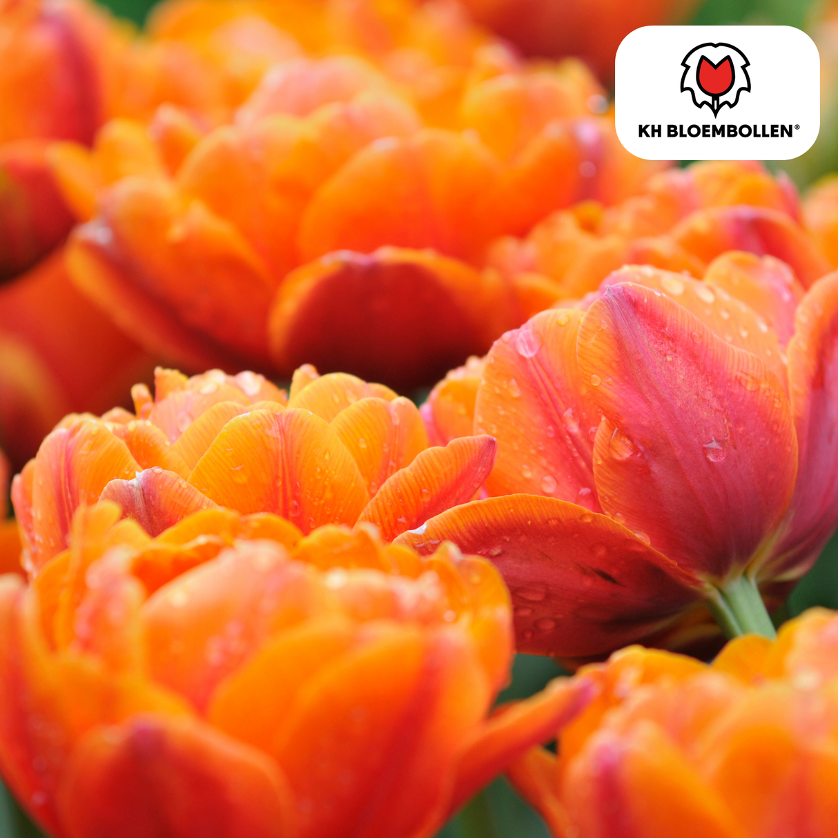 Bulbes de tulipes Icône – 20 pièces | KH Bloembollen® | Tulipe orange à fleurs doubles – Pleine, chaude et remarquable – Pour jardin ou pot – Taille 11/12 – Frais du producteur
