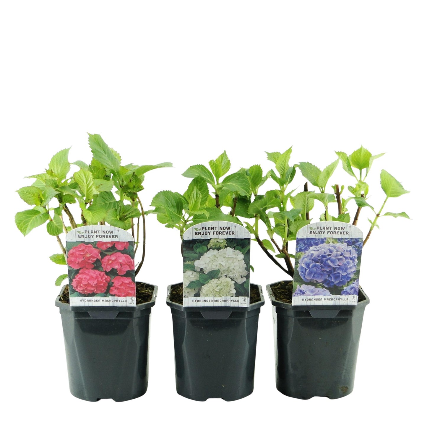 Green boutiQ - Hortensia - Hydrangea macrophylla Tricolour - Bloem Blauw, Roze en Wit - 3 Planten - Bladverliezend - Weinig Onderhoud - Pot 17cm Hoogte 30cm