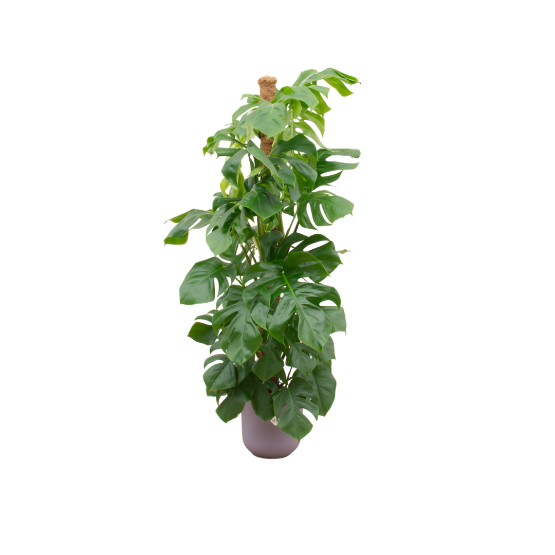 Monstera Pertusum + Pot Lila - ↕150cm - Ø26cm