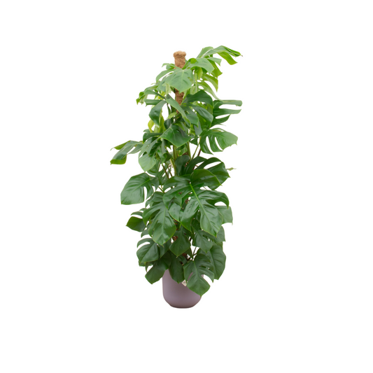 Monstera Pertusum + Pot Lila - ↕150cm - Ø26cm
