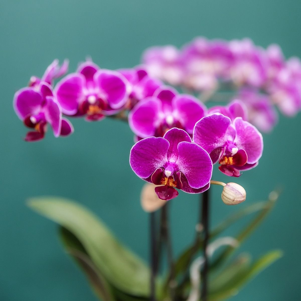 Kolibri Orchids | Paarse Phalaenopsis Orchidee - Mineral Morelia in Spike Sierpot Wit met Giftbox - Ø9 cm