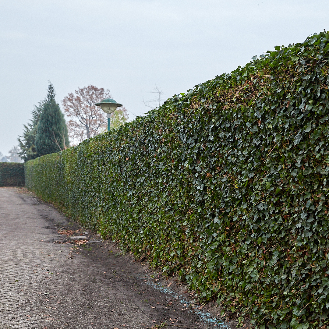 Hedera Hibernica - Klimop - Kant-en-Klaar Haag | ↔120cm - ↨180 cm