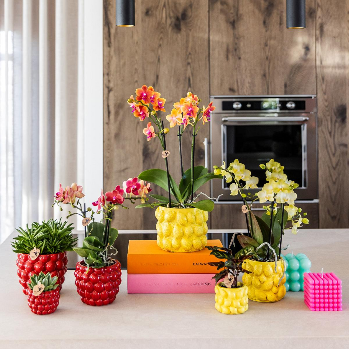 Kolibri Orchids | rode Phalaenopsis orchidee – Congo + Berry sierpot – potmaat Ø9cm | bloeiende kamerplant in bloempot - vers van de kweker