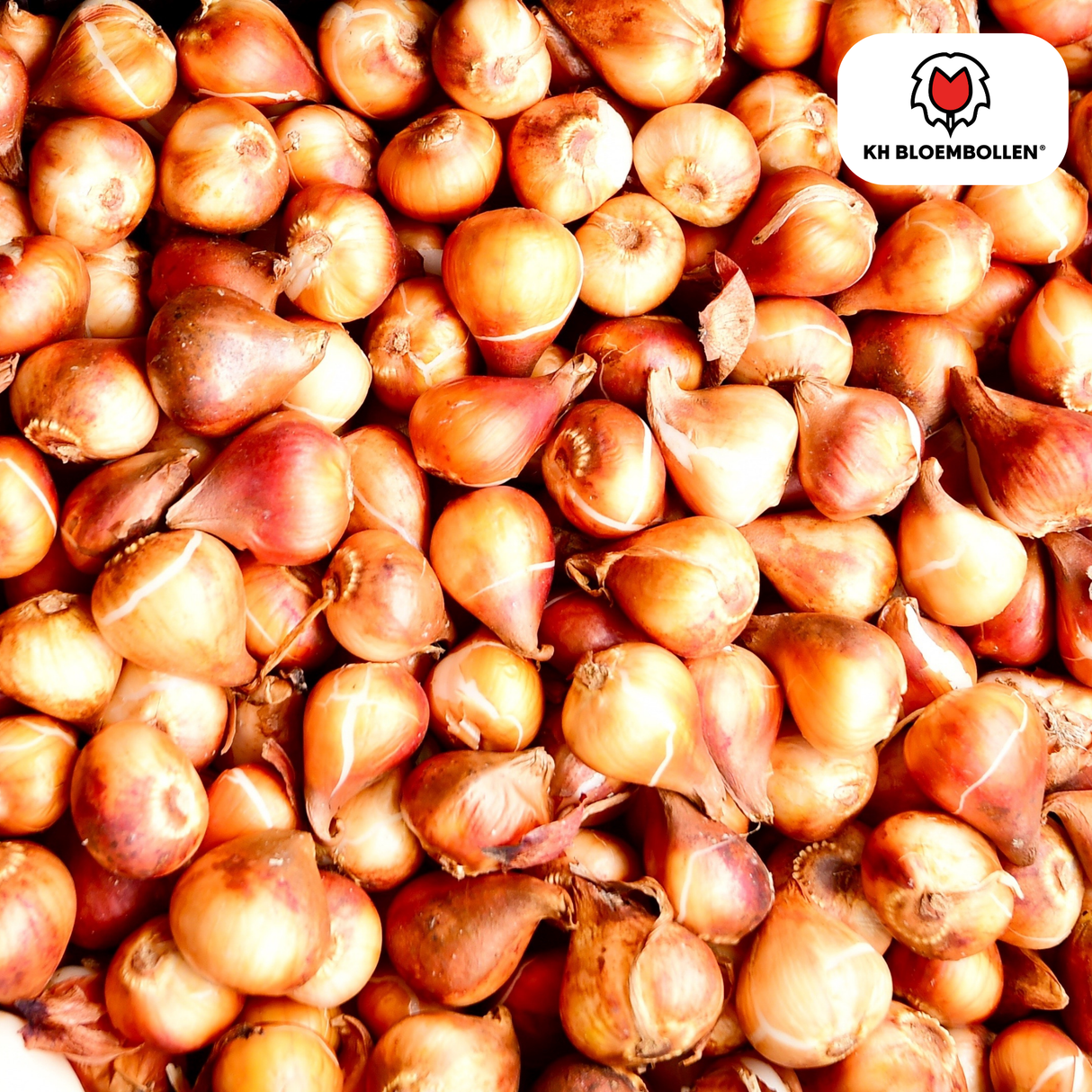 Tulpenbollen Gudoshnik Double – 20 Stuks | KH Bloembollen® | Geel, Oranje & Rode Dubbelbloemige Tulp – Pioenachtig & Kleurrijk – Voor Tuin of Pot – Maat 11/12 – Vers van de Teler