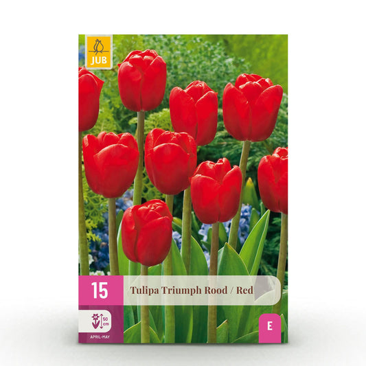 Green boutiQ - Bloembollen - Tulp Triumph Red - Kleur Rood - 15 stuks - Bolmaat 11/12 - XXL Pack