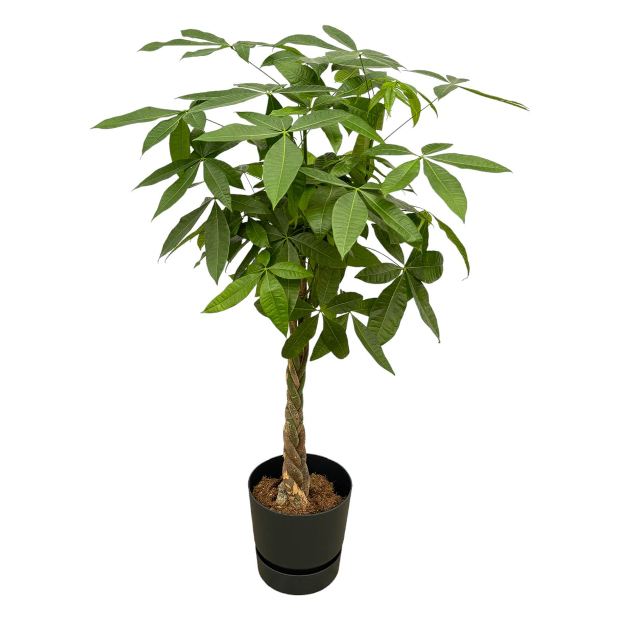 Pachira Aquatica + Pot Zwart - ↕160cm - Ø30cm