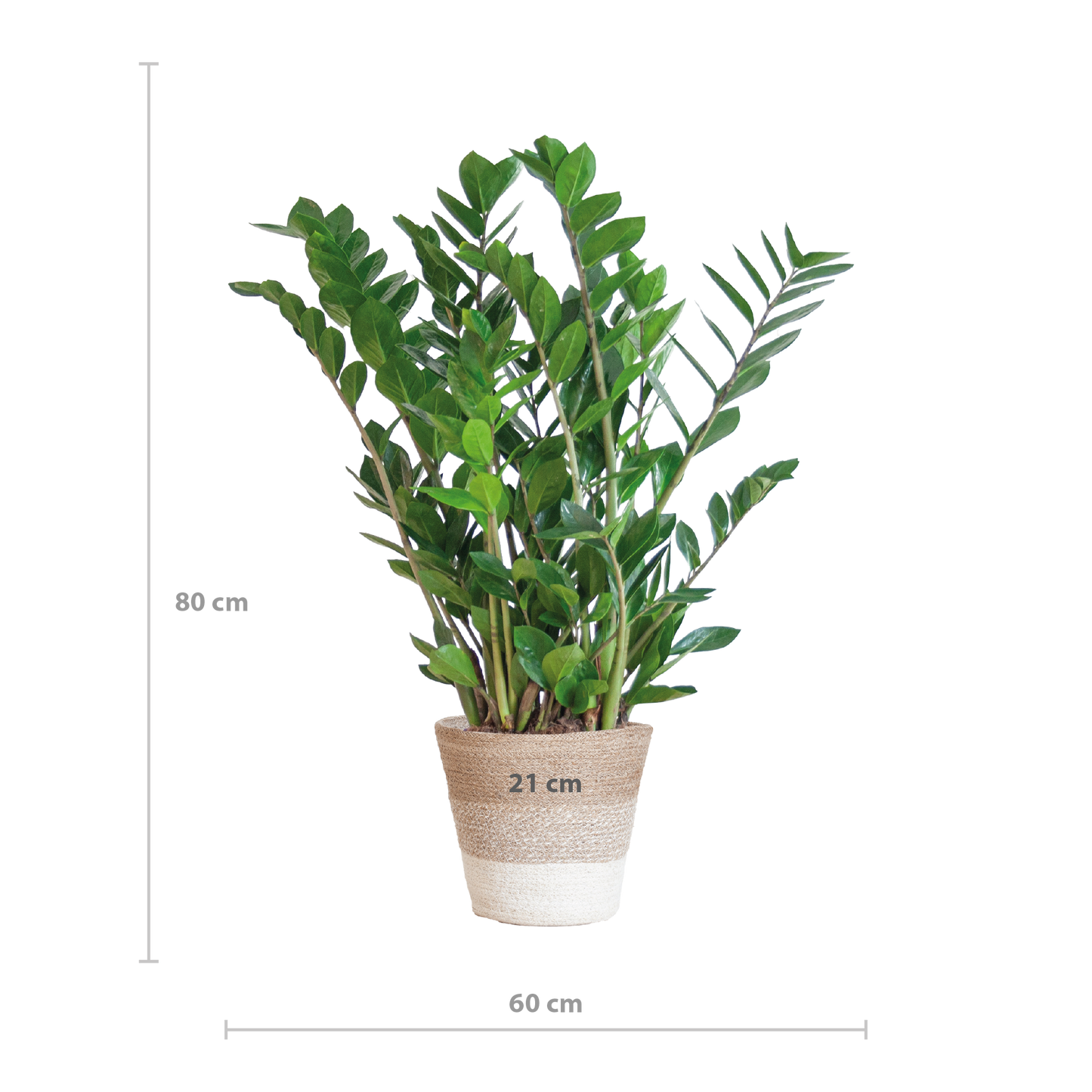 Zamioculcas Zamiifolia met Mand Lissabon wit - 80cm - Ø21