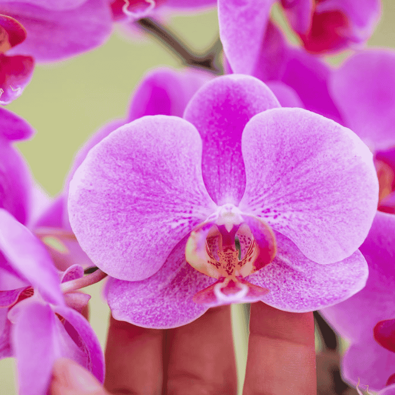 Kolibri Orchids | Gift Set Allure Paars - Roze-Paarse Phalaenopsis Orchidee Mineral Frederikstad & Succulent