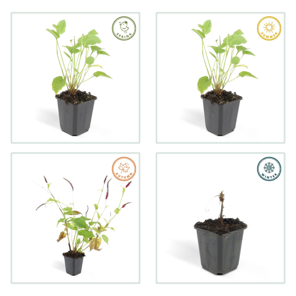 48x Persicaria amplexicaulis - ↕10-25cm - Ø9cm