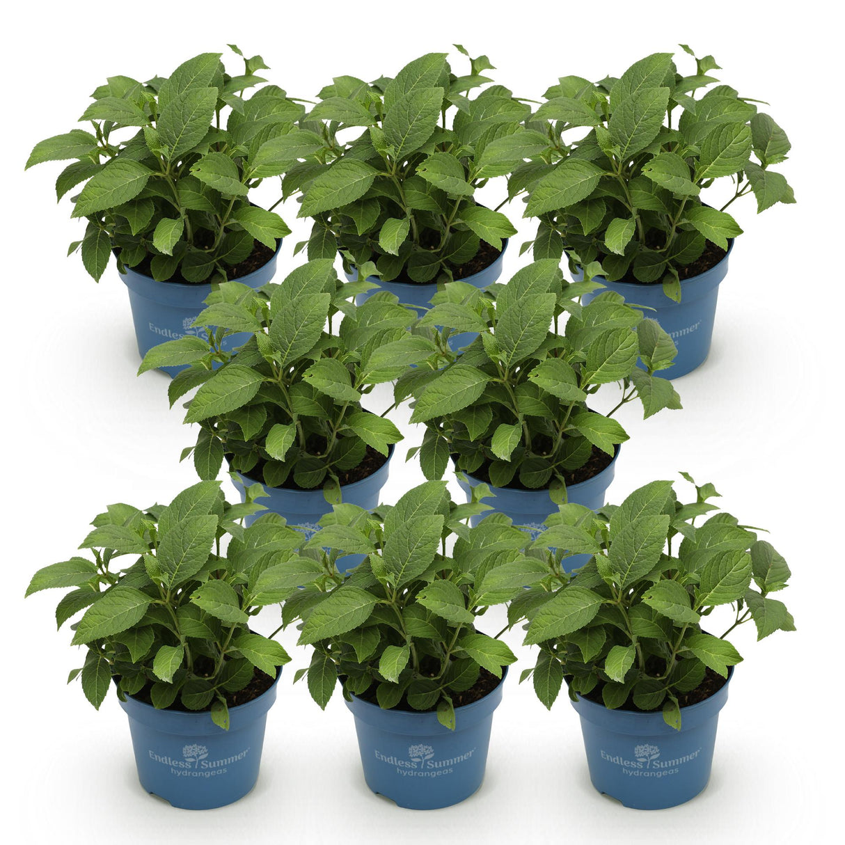 Green boutiQ - Tuinplant - Hydrangea Endles Summer The Orginal Blue - Hortensia - Winterhard - Blauw - 8 Planten - Pot 14cm - Hoogte 20-25cm