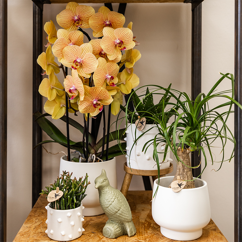 Kolibri Orchids | Oranje phalaenopsis orchidee potmaat Ø12cm | Sunny Bunny | bloeiende kamerplant - vers van de kweker