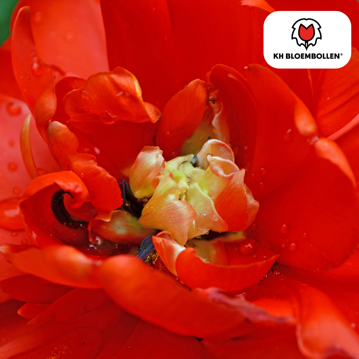 Tulpenzwiebeln Bombastic Red – 20 Stück | KH Bloembollen® | Rote Pfingsttulpe – Gefüllt & Luxuriös – Für Garten oder Topf – Größe 11/12 – Frisch vom Züchter!