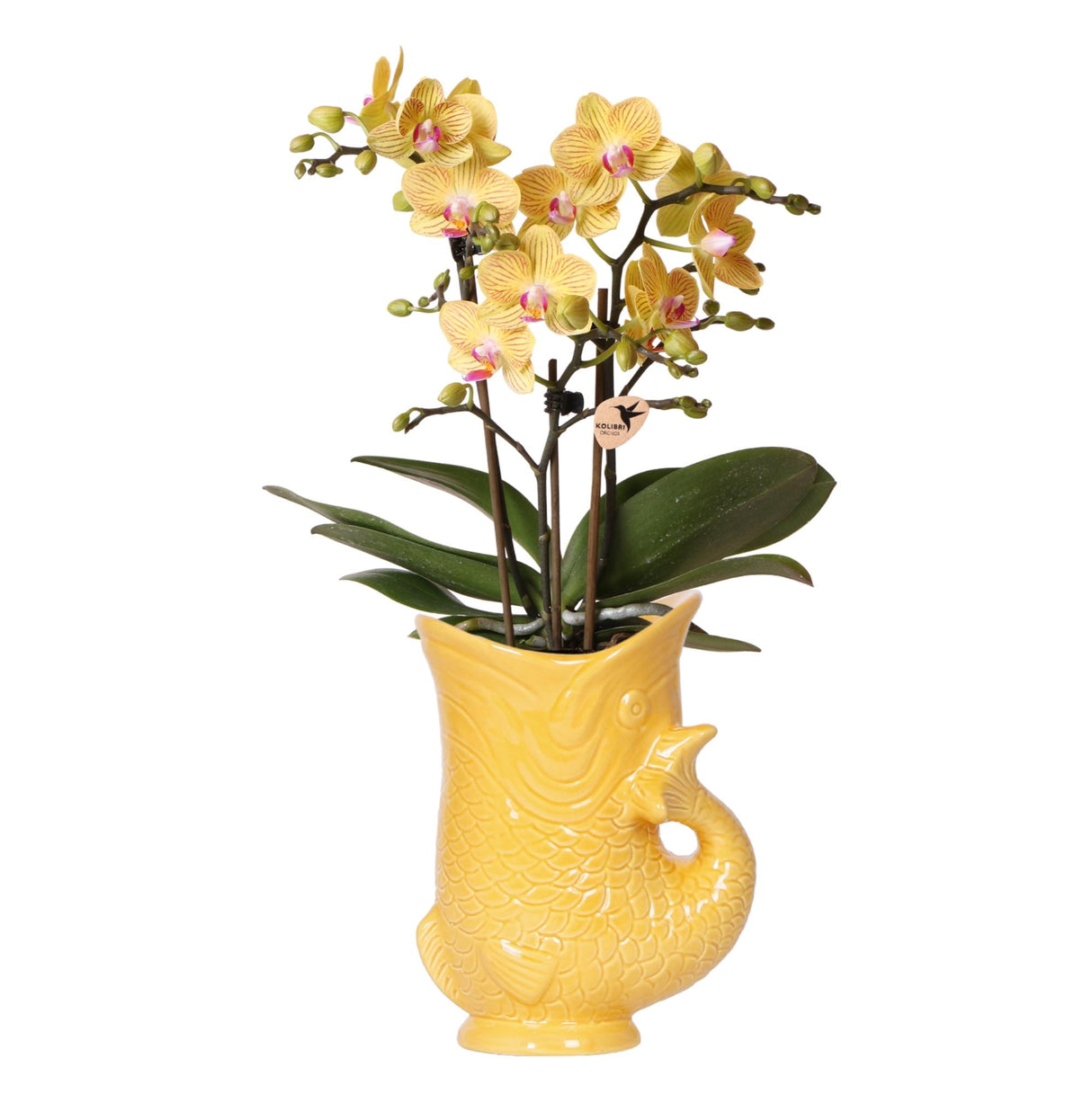 Kolibri Orchids | Gele orchidee Lima + Fish sierpot - potmaat Ø9cm | bloeiende kamerplant - vers van de kweker