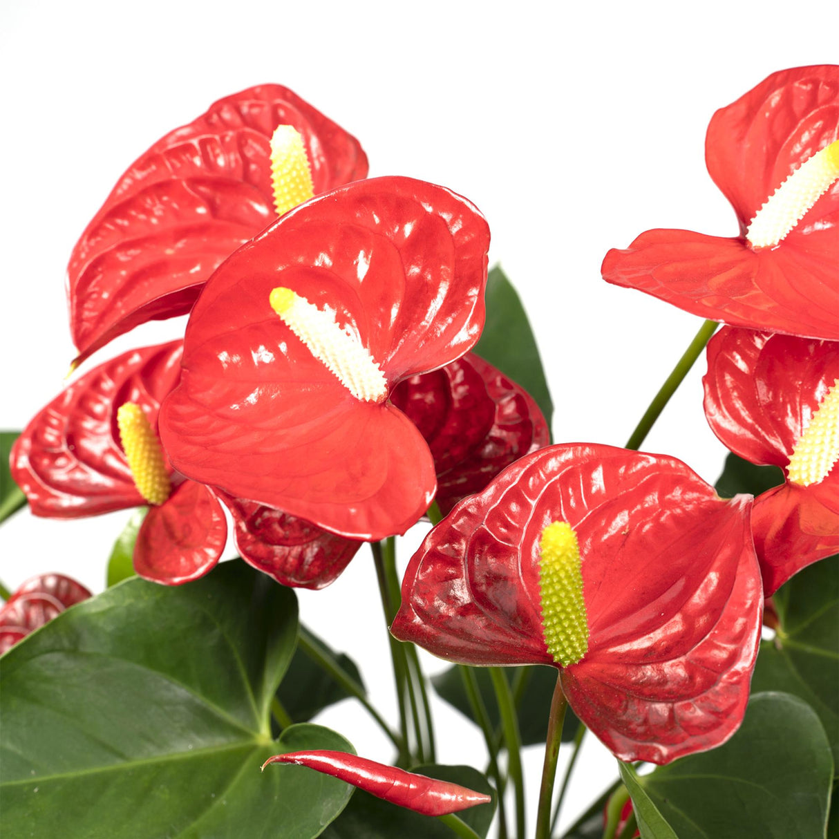 Flamingoplant / Anthurium – ↕55cm – ⌀17cm