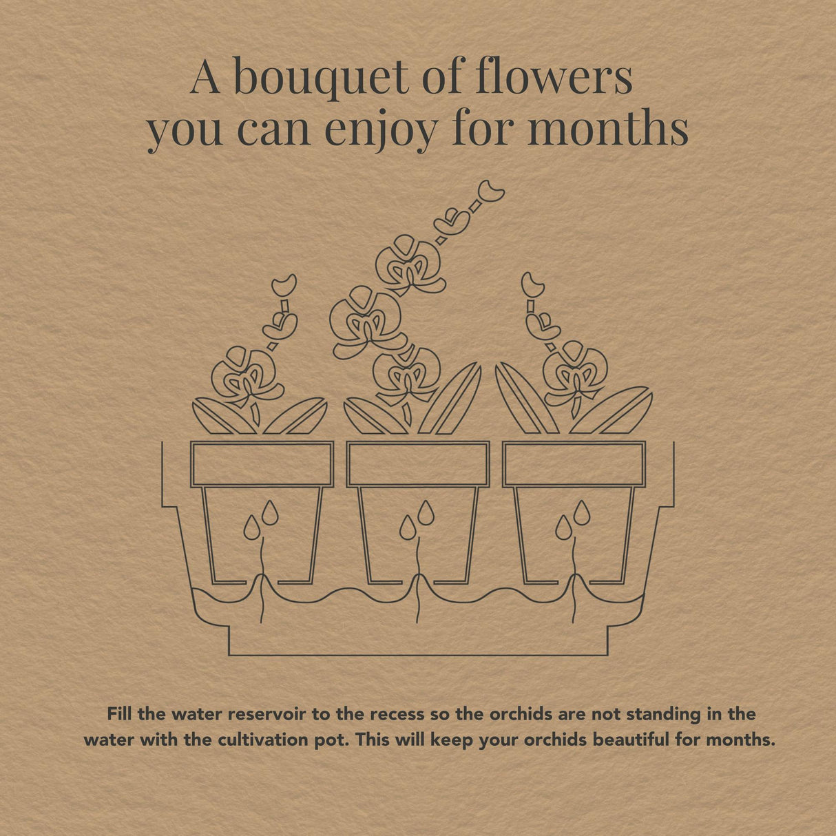 Kolibri Orchids | witte orchideeënset in Honey dish incl. waterreservoir | drie witte orchideeën Ghent 12cm | Mono Bouquet wit met zelfvoorzienend waterreservoir