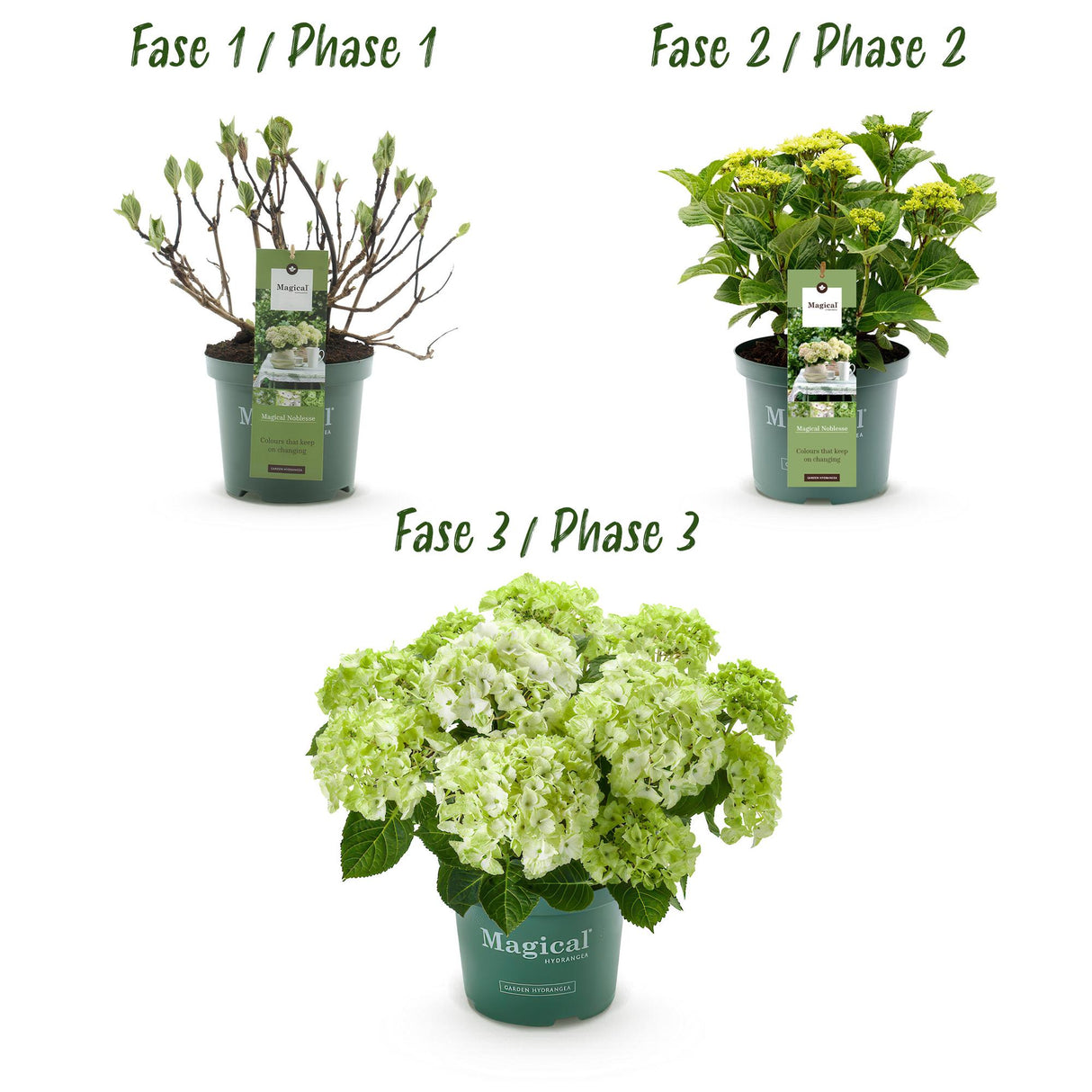 Green boutiQ - Terrasplant - Hortensia - Hydrangea Magical Nobless - Wit - 6-10 Bloemen - 2 Planten - Pot 23cm Hoogte 55cm