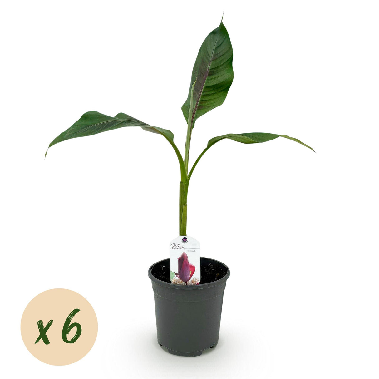 Green boutiQ - Fruitplant - Bananen plant - Musa sikkemensis Red Tiger - Winterhard - 6 planten - Pot 17cm Hoogte 40cm