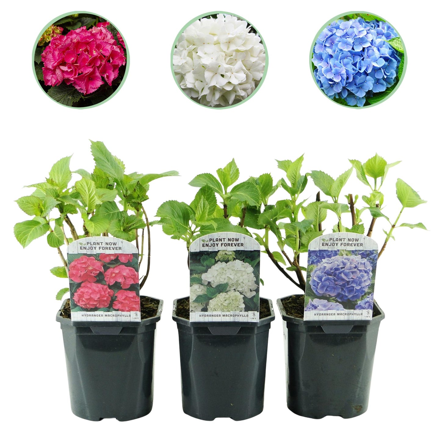 Green boutiQ - Hortensia - Hydrangea macrophylla Tricolour - Bloem Blauw, Roze en Wit - 3 Planten - Bladverliezend - Weinig Onderhoud - Pot 17cm Hoogte 30cm