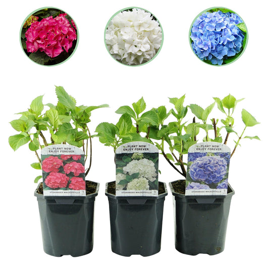 Hortensia / Hydrangea macrophylla Tricolour - Bloem Blauw, Roze en Wit  - 3 Planten - Bladverliezend - Weinig Onderhoud - Pot 17cm Hoogte 30cm