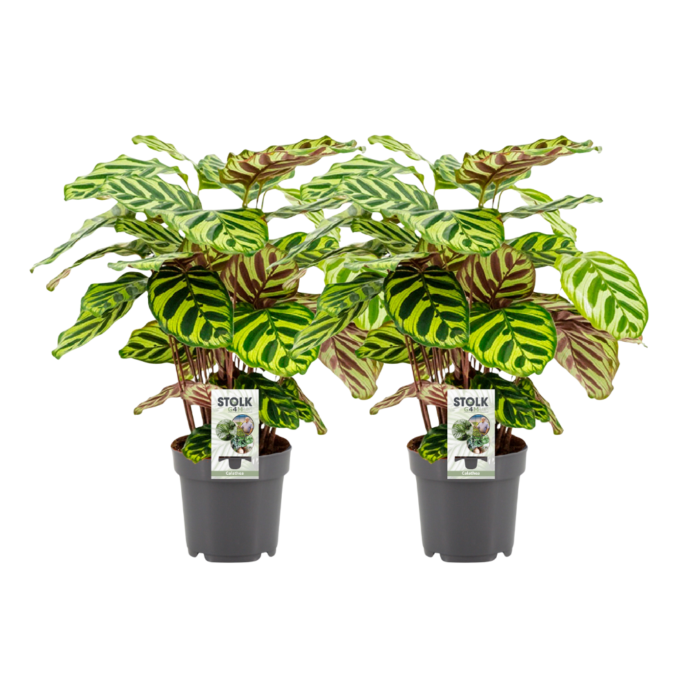 Slaapplant / Calathea Makoyana – ↕45 cm – ⌀14 cm