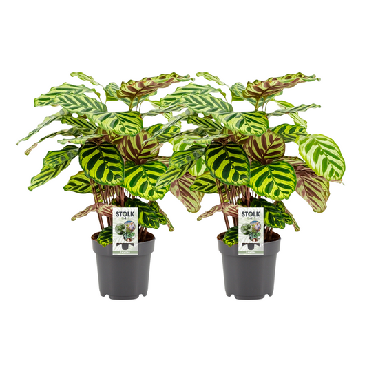 Slaapplant / Calathea Makoyana – ↕45 cm – ⌀14 cm