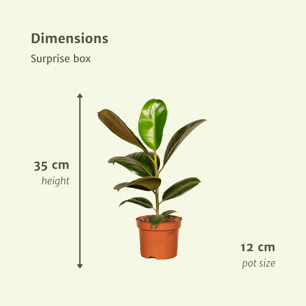 Verrassingsbox - ↕25cm - Ø12cm - x10