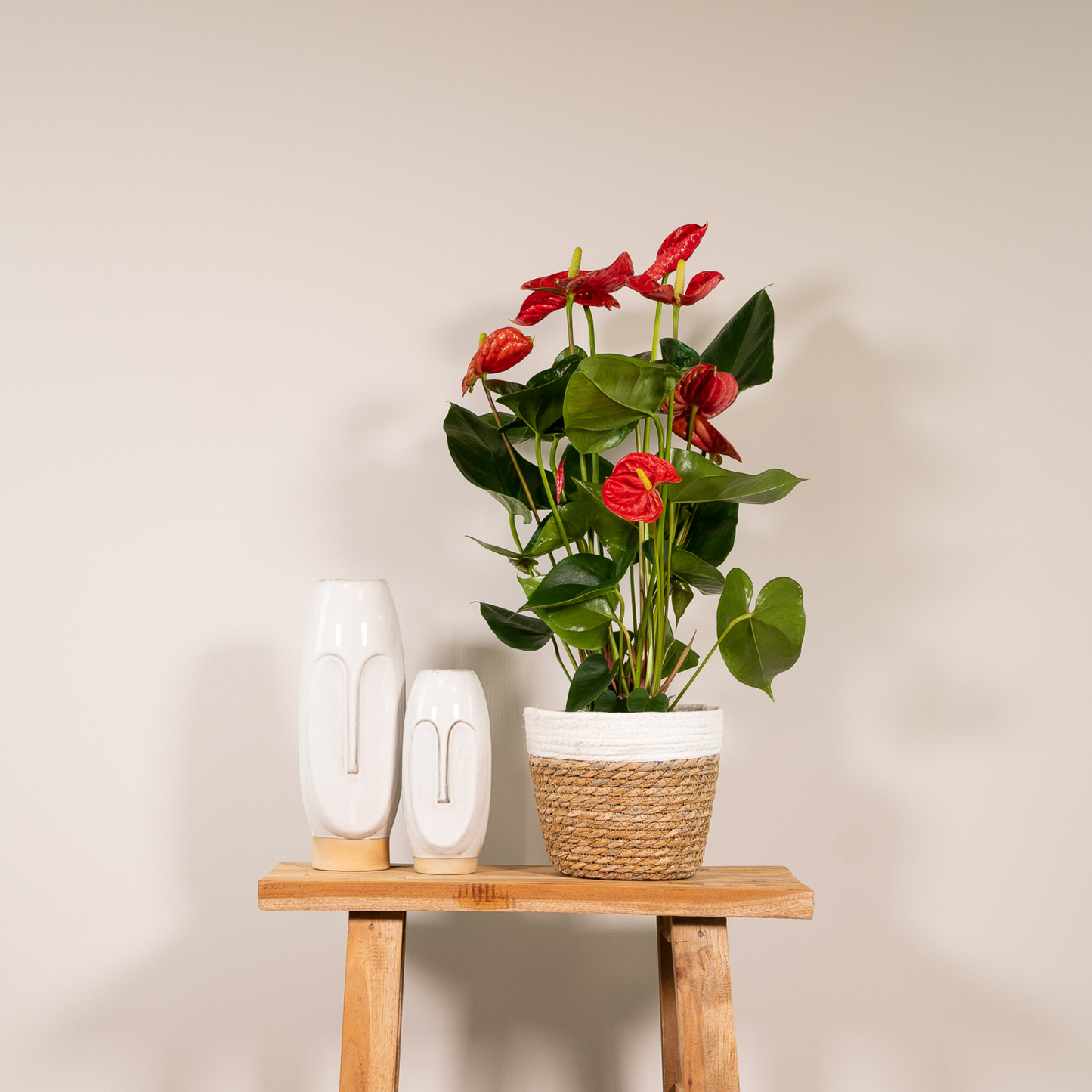 Flamingoplant / Anthurium – ↕55cm – ⌀17cm