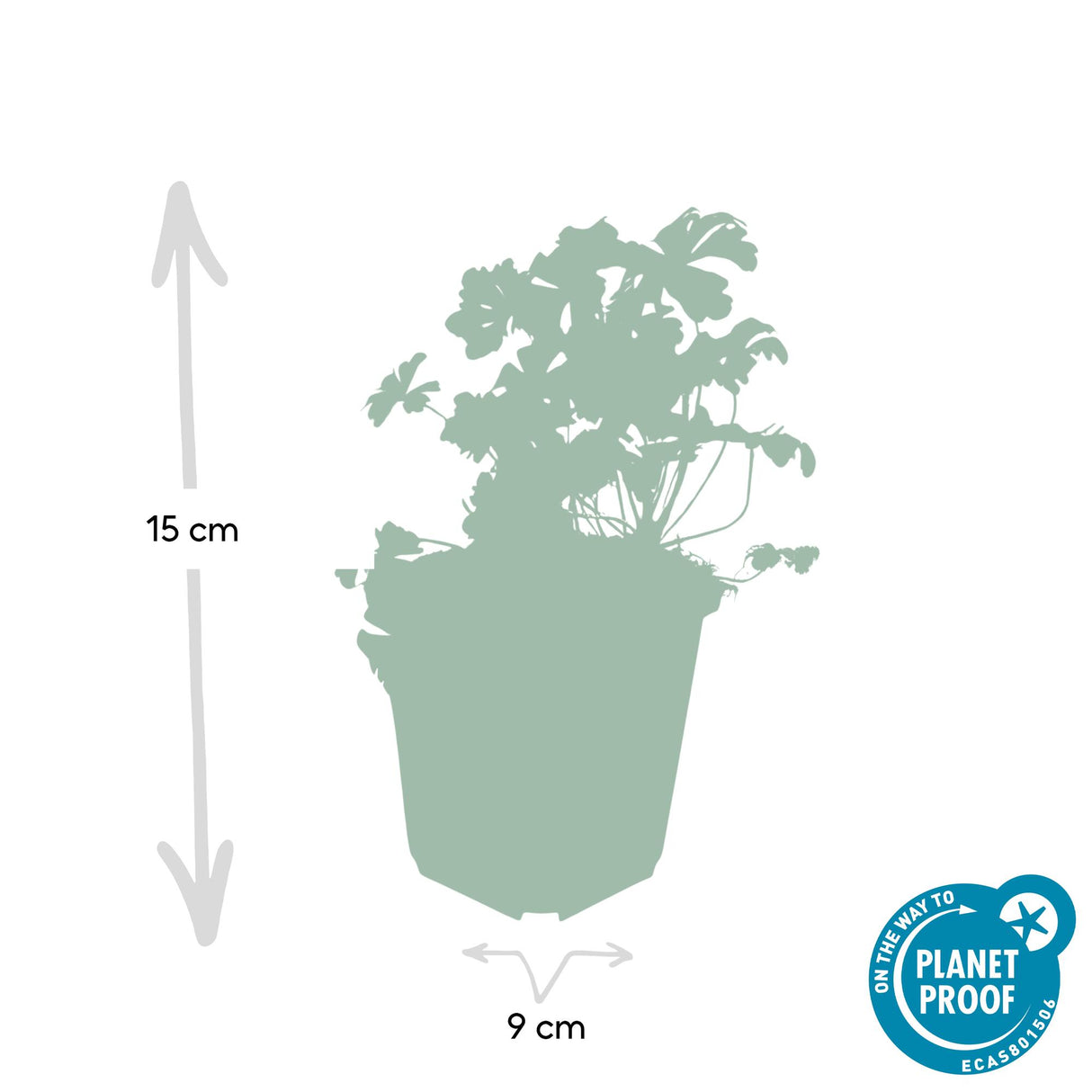 6x Geranium cant. 'Biokovo' - ↕10-25cm - Ø9cm