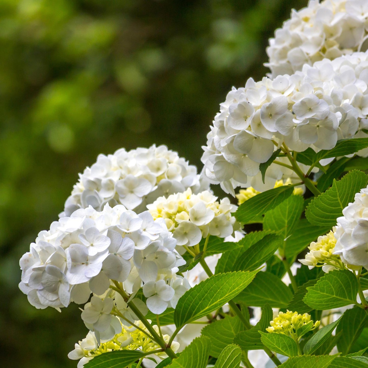 Hortensia / Hydrangea macrophylla Wit – ↕30 cm – ⌀17 cm