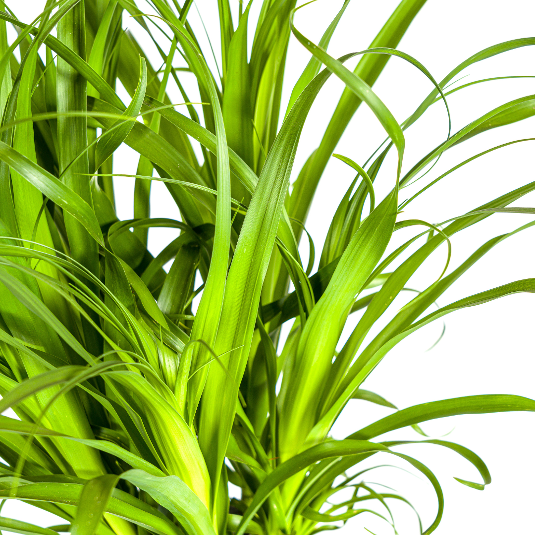 Olifantenpoot / Beaucarnea Recurvata Stam - ↕120cm - Ø27cm