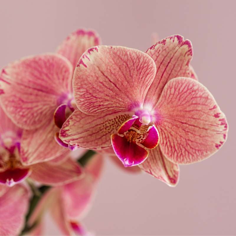 Kolibri Orchids | Oranje roze Phalaenopsis orchidee - Jewel Pirate Picotee - potmaat Ø12cm bloeiende kamerplant - vers van de kweker