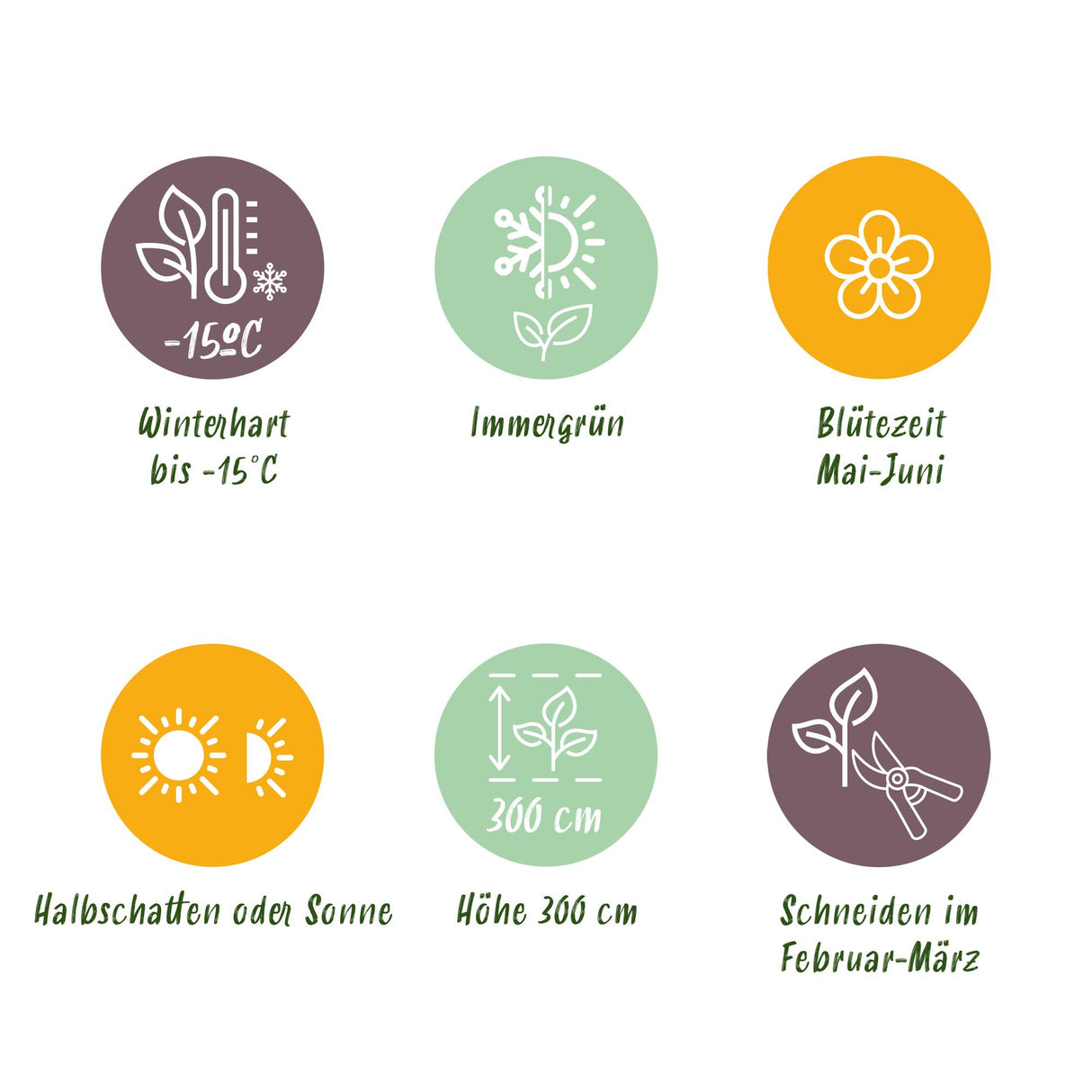 Green boutiQ - Haagplanten - Ilex Blue maid- blad groen - 8 planten - 1 strekkende meter - groenblijvend - pot 9cm hoogte 25-30cm